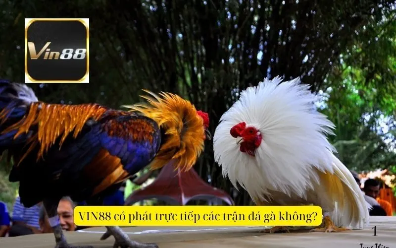 VIN88 có phát trực tiếp các trận đá gà không