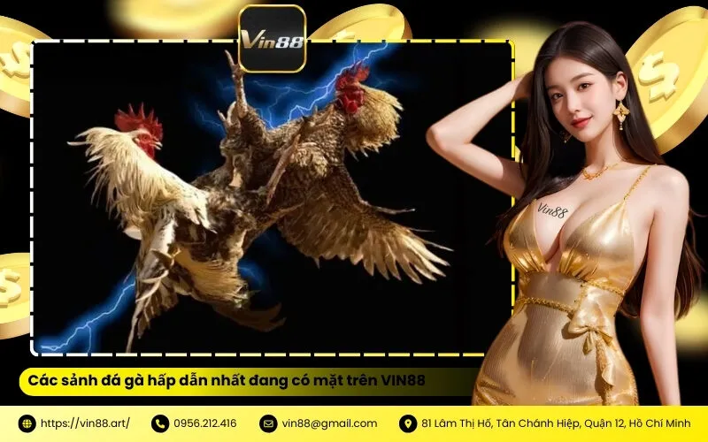 Các sảnh đá gà hấp dẫn nhất đang có mặt trên VIN88
