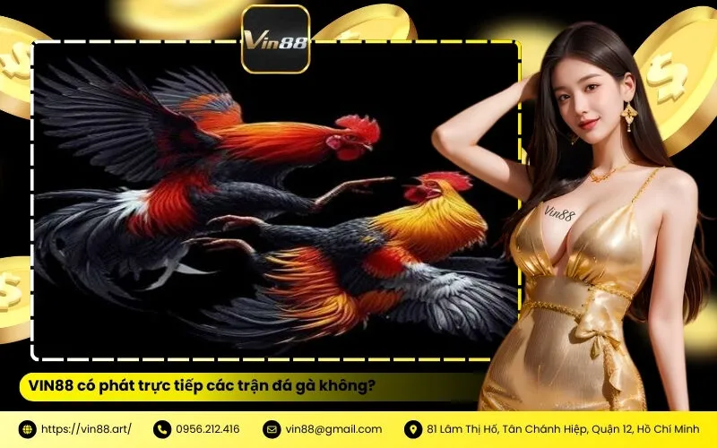 VIN88 có phát trực tiếp các trận đá gà không